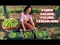 Panen KACANG POLONG dan FAVE di kebun ITALIA