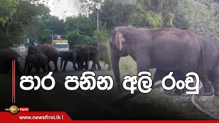 පාර පනින අලි රංචු