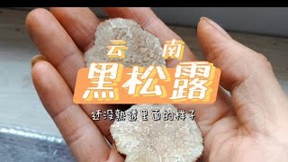 看看云南没有熟透的黑松露里面长什么样，是不是非常的漂亮 #農村生活