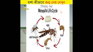 মশা কিভাবে জন্ম নেয় দেখুন || mosquito borne process || #shorts #mosquito #শিক্ষারপথ #unknownfacts