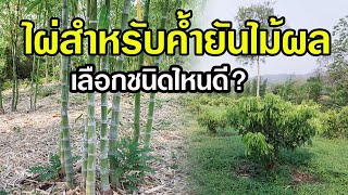 ไผ่สำหรับค้ำยันไม้ผล ควรเลือกปลูกชนิดไหนดี? มีคำตอบให้