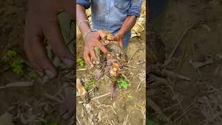 வாழை கன்று தேர்ந்தெடுத்தல்| Banana Harvesting | Agriculture | #vivasayam  #shorts #short