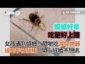 弟弟見蟑螂暴哭！阿嬤徒手抓小強：免驚啦｜生活｜萌娃｜祖孫｜精選影片