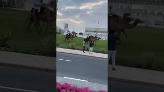 Qatari Camel Rider's #qatar national day #dohacorniche #camels parade #shortsvideo #beautiful