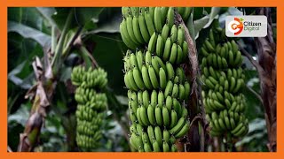 Kenya's Gold | Organic Banana Farming