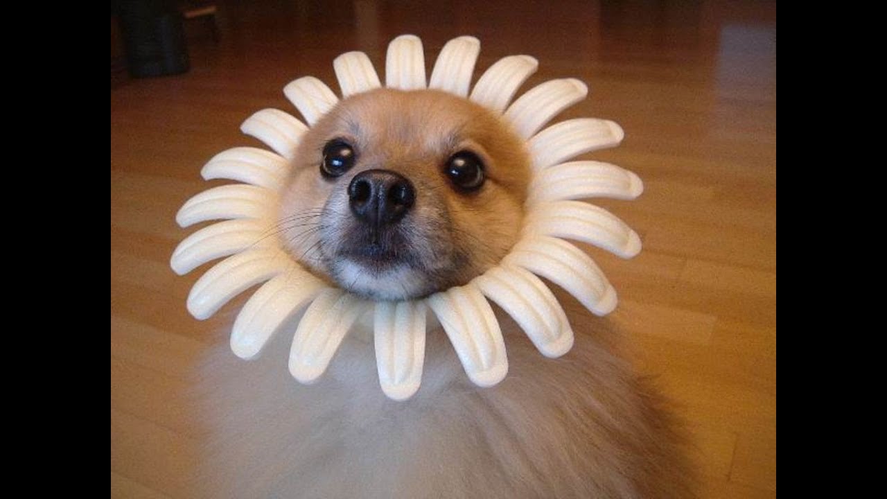 Best Funny Dog Videos Youtube