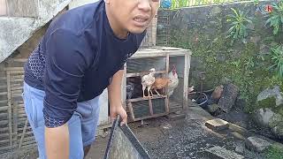 AYAM ADUAN!! SPIL ayam bocil di kandang farm alves sambil membersihkan kandang pasca hujan.