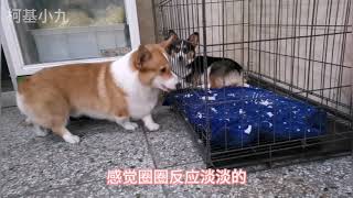 笼子里的母犬发情了，主人不让配种，可把笼子外的公狗急坏了