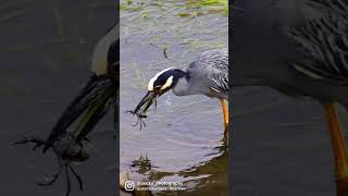 Yellow Crowned Night Heron.  Crab for Breakfast