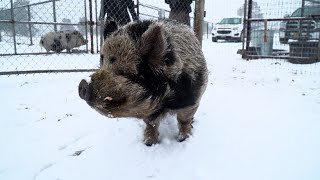 Meet Freddie Poo: The lonely boar looking for a forever home