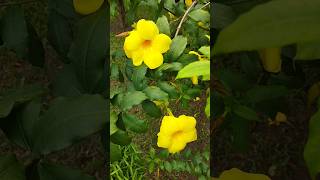 A Spectacle of Nature: Allamanda Beautiful Flower Blooming in Full Glory | অলকানন্দা | অ্যালামান্ডা