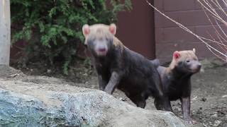 Pup Patrol: Bush dog pups make their exhibit debut