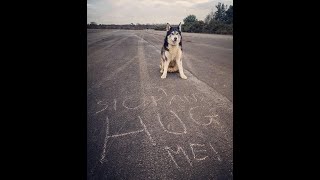 Man and Malamute Sherpa visit the JFK memorial and Magna Carta site, Man and Dog vanlife