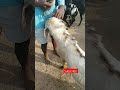 పెద్ద మేకపోతు ధర 16 000 shorts shortvideo goat