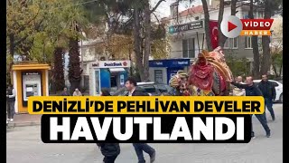 Denizli'de Pehlivan Develer Havutlandı - Denizli Haberleri - HABERDENİZLİ.COM