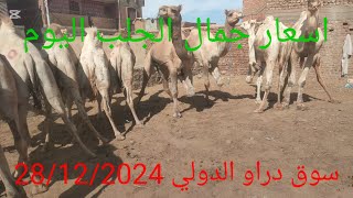 ارتفاع اسعار جمال الجلب من سوق دراو 28/12/2024