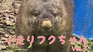 【wombat】小走りフクちゃん Vol.3☆(Trotting, Fuku)