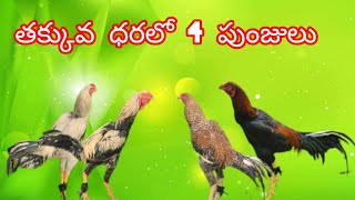 తక్కువ ధరలో 4 పుంజులు #ytshorts#poulty #birds #నెల్లూరు ₹7993257872