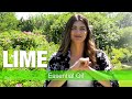 Lime Essential Oil Benefits And Uses - Explained by Essential Oils Specialist | National Nutrition