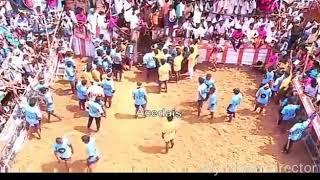 Jallikattu king watrap KPM.Selva bull