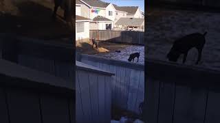 Guilty verdict for owner of dogs who killed boy