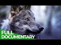 Stories of the Mediterranean Forest | Episode 5: The Inhabitants of Sierra Morena | FD Nature