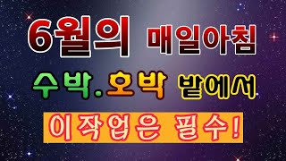 [텃밭농부. 1,103]  6월의 매일아침 수박.호박밭에서 이작업 필수 #수박재배 #호박재배