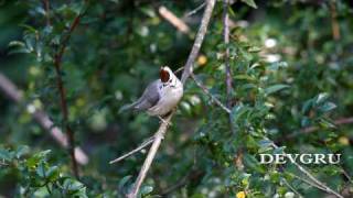 Formosan Yuhina 冠羽畫眉