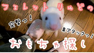 【フェレットはものを探すときかわいい】りゅどのおもちゃ探し