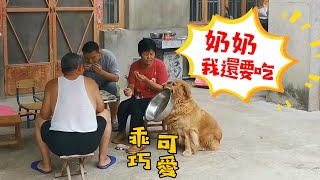 奶奶蒸菜包子，給狗狗吃一個不過癮直接叼來這傢伙，一家人哭笑不得【我是趙姐】