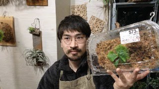 マダガスカリエンセはフードパックで育つ？植物のQ&A