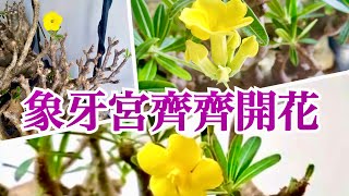 窒內象牙宮開花是極稀有的，他的花期很短，怎樣才會開花？分享可愛、特別的象牙宮，象足漆樹的特性 #象牙宮 #象牙宮開花 #象足漆樹 #塊根植物#象牙宫开花 #象足漆树  #块根 #塊根 #caudex