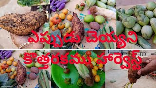 First time చేసిన కొన్ని కొత్తరకము హార్వెస్ట్||Harvest..