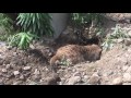 【ミーアキャット】キョロキョロ＆穴掘り（京都市動物園）meerkat