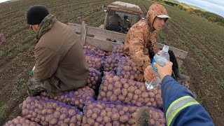 Сколько можно заработать на уборке картофеля? Или каким трудом достаются деньги в сельском хозяйстве