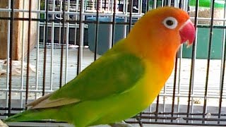 Kicau Lovebird Kicau Suara Burung Lovebird Juara Gacor Suara Bening Full Ngekek Panjang