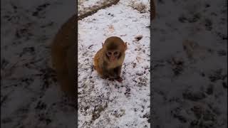 cold baby 🥺🥺 #shorts #short #shortvideo #shortsvideo #monkey