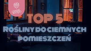 ROŚLINY DO CIEMNYCH POMIESZCZEŃ - TOP 5 gatunków roślin doniczkowych do ciemnego mieszkania.