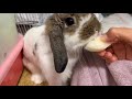 🐰うさぎが梨を食べる咀嚼音のasmr！〜rabbit eating a pear asmr〜