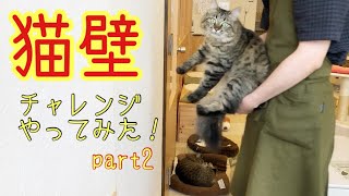 【猫壁チャレンジ】レディース\u0026子猫ニャンズ編！壁を押し返す猫は賢いらしい…。