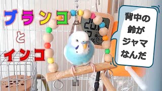 ブランコとセキセイインコ