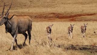 Eland Cow with Calves