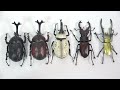 2024 昆虫ハンター カブトムシ×クワガタ 全5種 開封 beetle ＆ stag beetle hunter super real figure f toys 食玩 candy toys