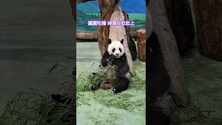 圓圓吃竹葉掉屑屑在肚肚 但完全不影響她的氣質 #panda #yuanyuan #萌娃