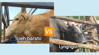 Shwa iadaw u Lieh barato 🆚 Lyngngot ha shnong Sabah mynswang 18/10/2022 (Best bull fight)