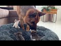 german shepherd shocked by tiny kittens occupying dog bed