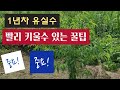 1년차 유실수, 빨리 키울수 있는 꿀팁 (3가지) # 유실수 식재후 관리법