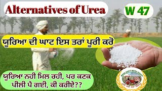 Alternatives of Urea (ਯੂਰਿਆ ਦੀ ਘਾਟ ਹੈ, ਪਰ ਕਣਕ ਯੂਰਿਆ ਮੰਗਦੀ ਹੈ, ਕੀ ਕਰੀਏ)  Shergill Markhai