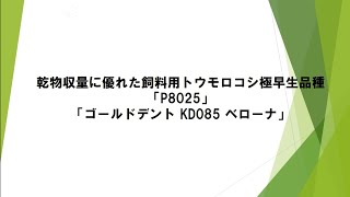 乾物収量に優れた飼料用トウモロコシ極早生品種