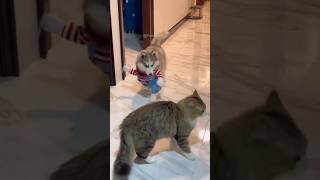 #32 Funniest Cats And Dogs s 🐶🐱 #funny #animals #cuteanimals